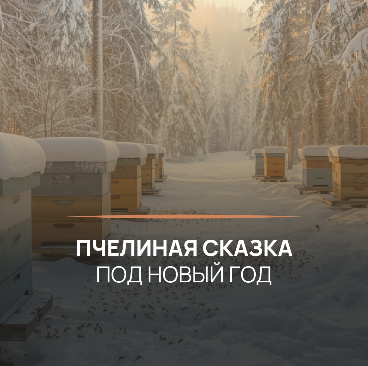 Пчелиная сказка под Новый год  - Туристическое агентство Екатеринбурга - Коктейль Тур